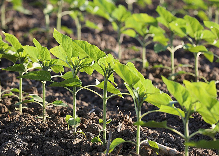 JIANGXI RUTOM BIOTECHNOLOGY CO., LTD.